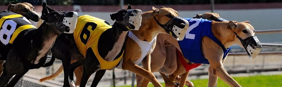 More than 13,000 Tasmania residents have called for the givernment to stop funding the greyhound racing industry in the state.